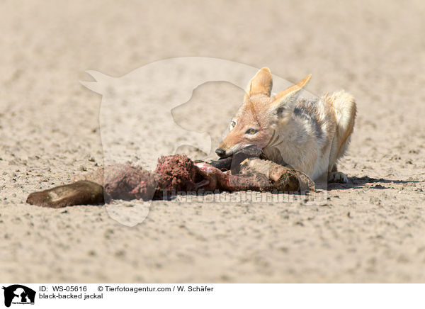 Schabrackenschakal / black-backed jackal / WS-05616