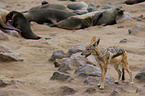 Black-backed jackal