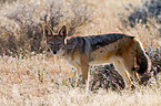 black-backed jackal