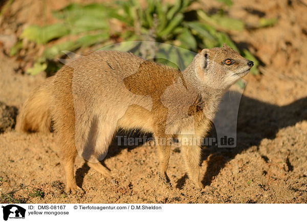 Fuchsmanguste / yellow mongoose / DMS-08167