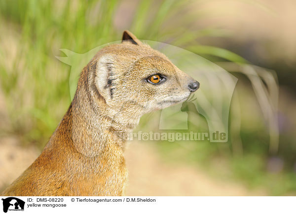 Fuchsmanguste / yellow mongoose / DMS-08220