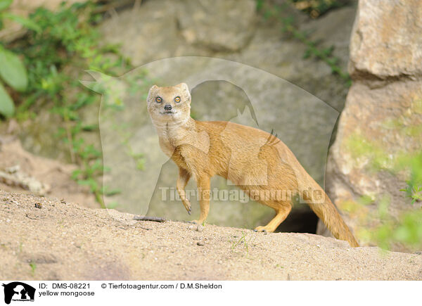 Fuchsmanguste / yellow mongoose / DMS-08221