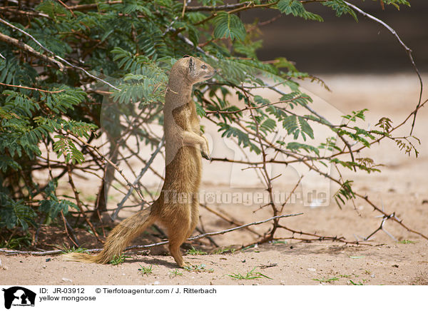 Fuchsmanguste / yellow mongoose / JR-03912