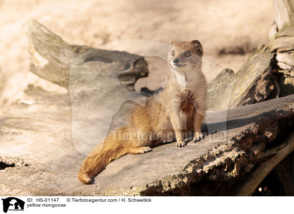 Fuchsmanguste / yellow mongoose / HS-01147