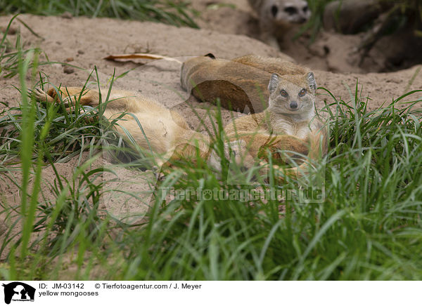 Fuchsmangusten / yellow mongooses / JM-03142
