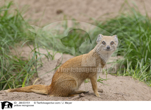 Fuchsmanguste / yellow mongoose / JM-03151