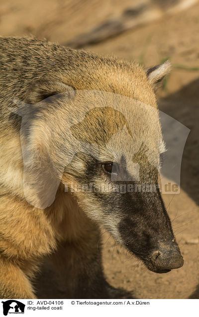 Sdamerikanischer Nasenbr / ring-tailed coati / AVD-04106