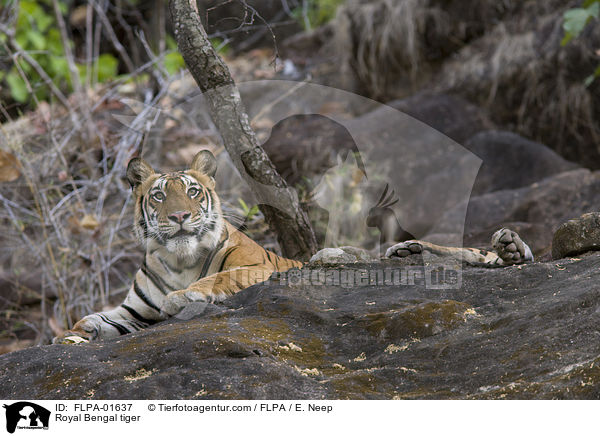 Indischer Tiger / Royal Bengal tiger / FLPA-01637