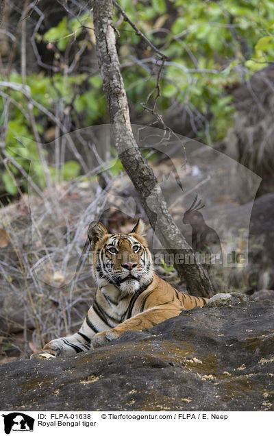 Indischer Tiger / Royal Bengal tiger / FLPA-01638