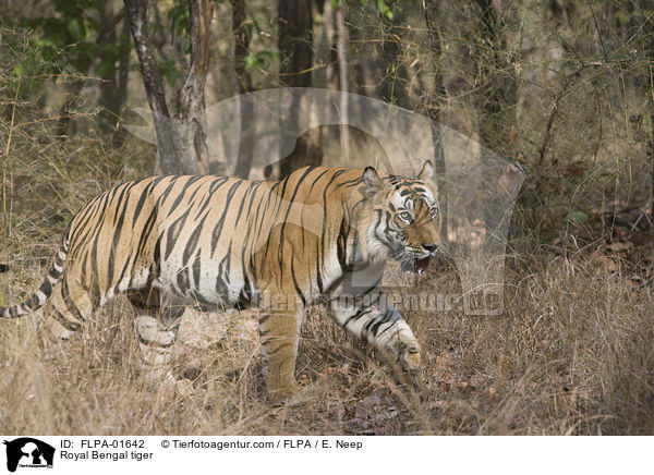 Indischer Tiger / Royal Bengal tiger / FLPA-01642