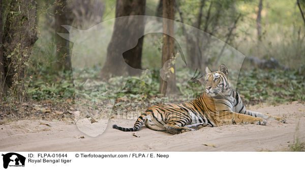 Indischer Tiger / Royal Bengal tiger / FLPA-01644