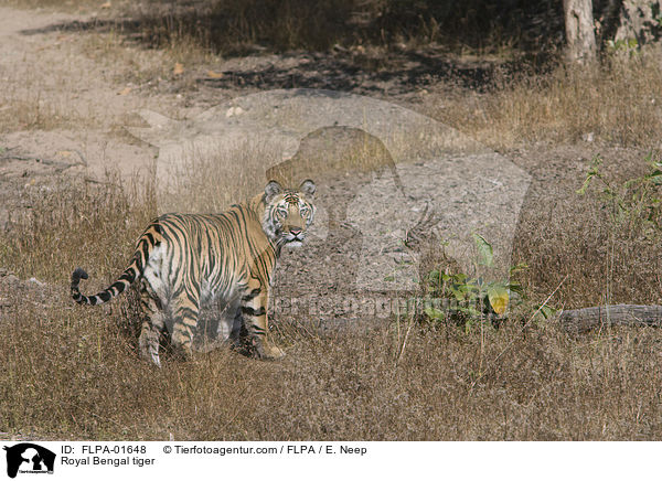 Indischer Tiger / Royal Bengal tiger / FLPA-01648