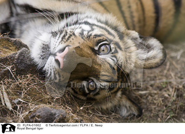 Indischer Tiger / Royal Bengal tiger / FLPA-01662