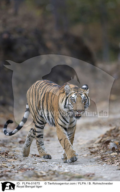 Indischer Tiger / Royal Bengal tiger / FLPA-01675