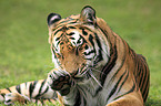 Royal Bengal tiger