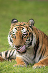 Royal Bengal tiger