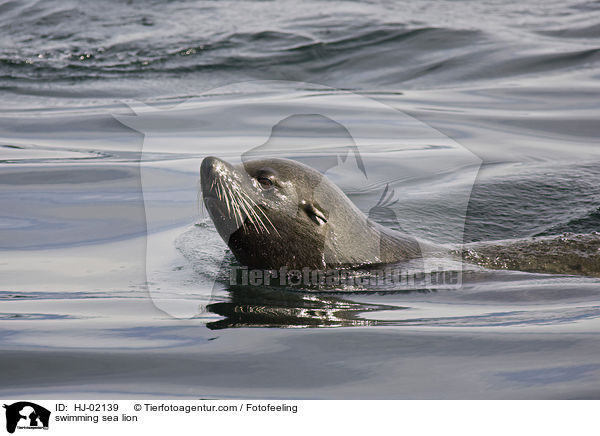 schwimmender Seelwe / swimming sea lion / HJ-02139