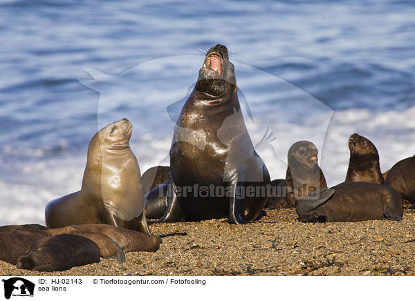 Seelwen / sea lions / HJ-02143