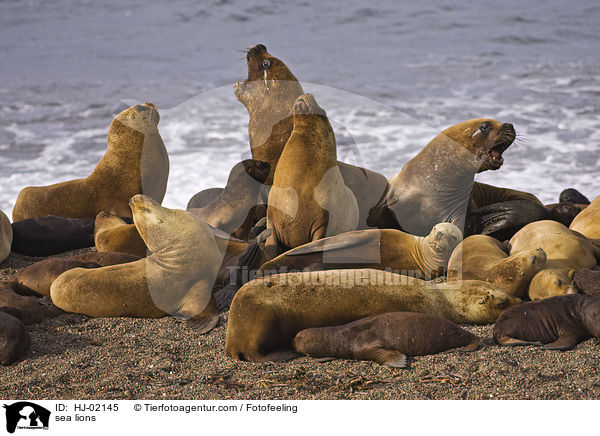 Seelwen / sea lions / HJ-02145