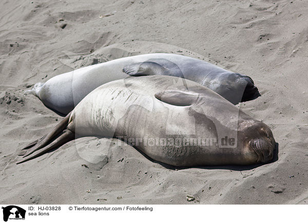 Seelwen / sea lions / HJ-03828