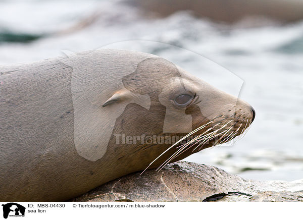 Seelwe / sea lion / MBS-04430