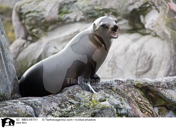 Seelwe / sea lion / MBS-06751