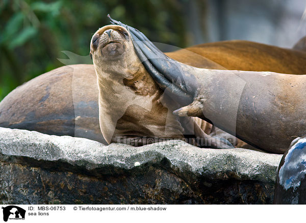 sea lions / MBS-06753