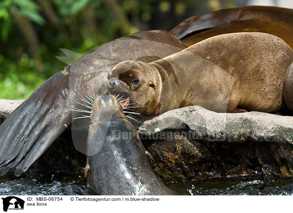 Seelwen / sea lions / MBS-06754