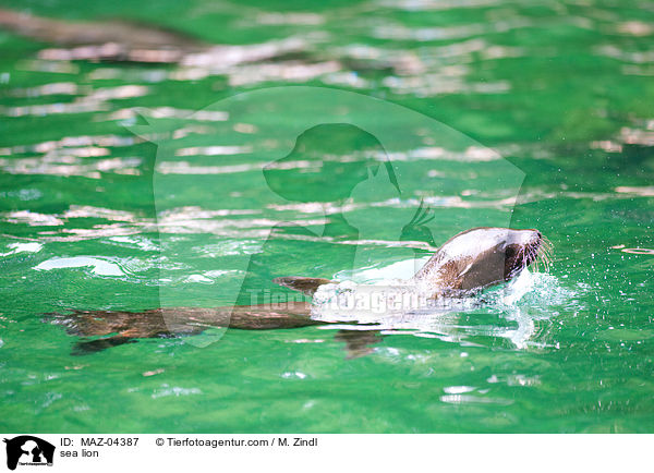 Seelwe / sea lion / MAZ-04387