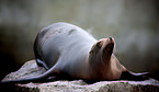 sea lion