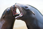 sea lions