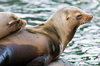 sea lions