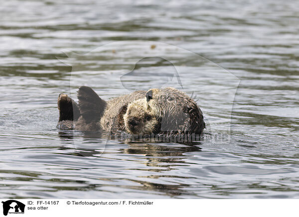 sea otter / FF-14167