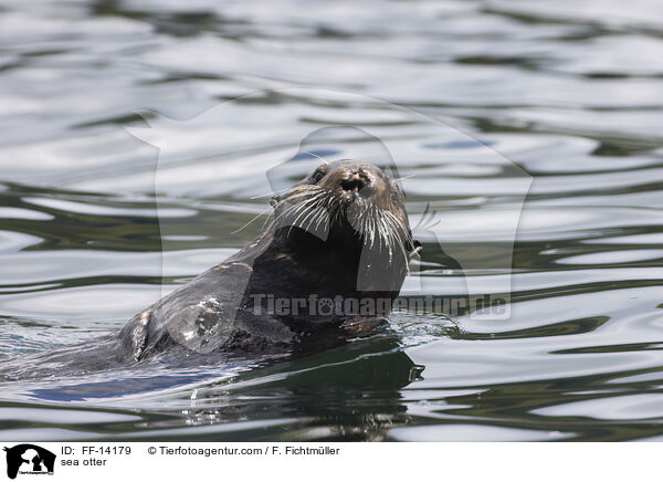 sea otter / FF-14179