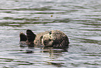 sea otter