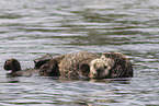 sea otter