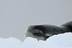 seal