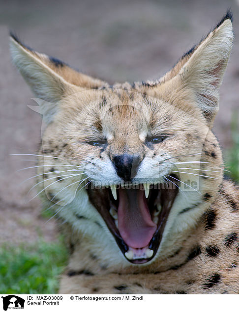 Serval Portrait / Serval Portrait / MAZ-03089