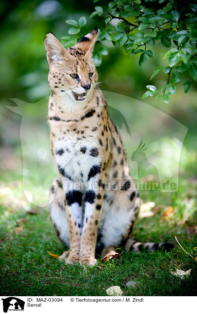 Serval / MAZ-03094