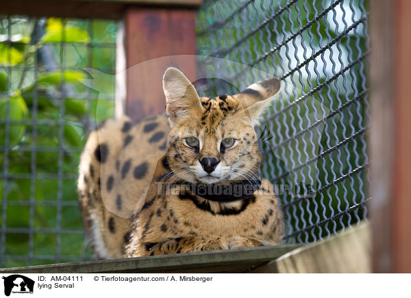 liegender Serval / lying Serval / AM-04111