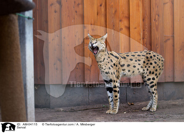 Serval / Serval / AM-04115