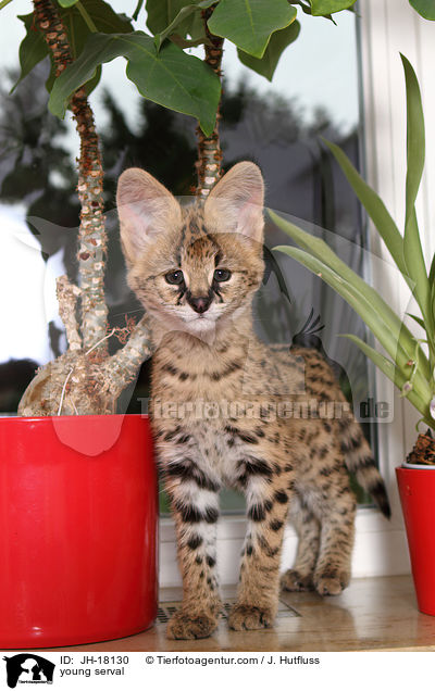 junger Serval / young serval / JH-18130