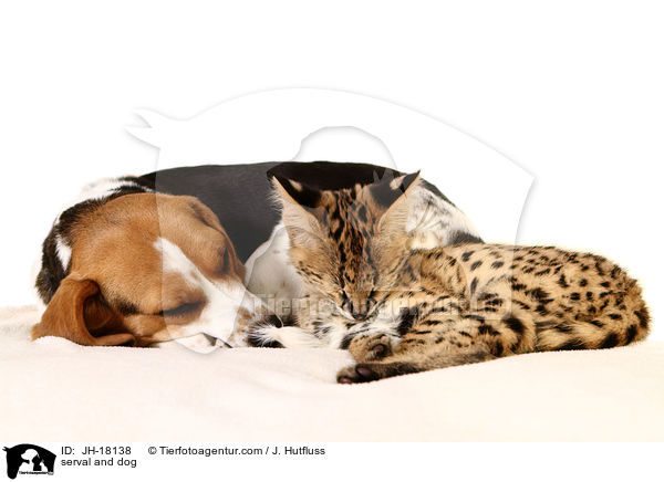 serval and dog / JH-18138