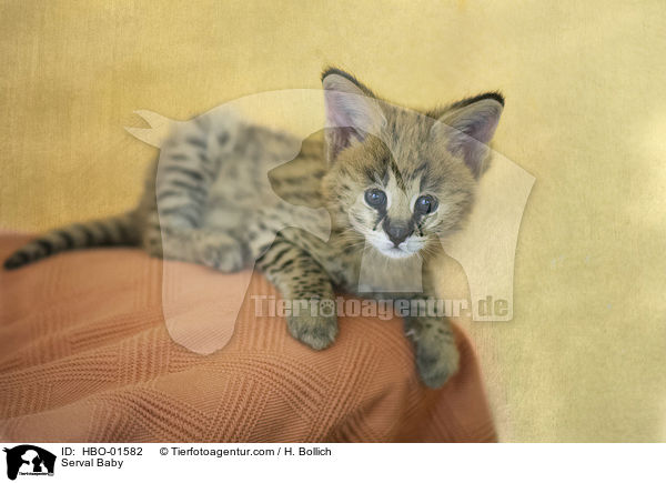 Serval Baby / Serval Baby / HBO-01582