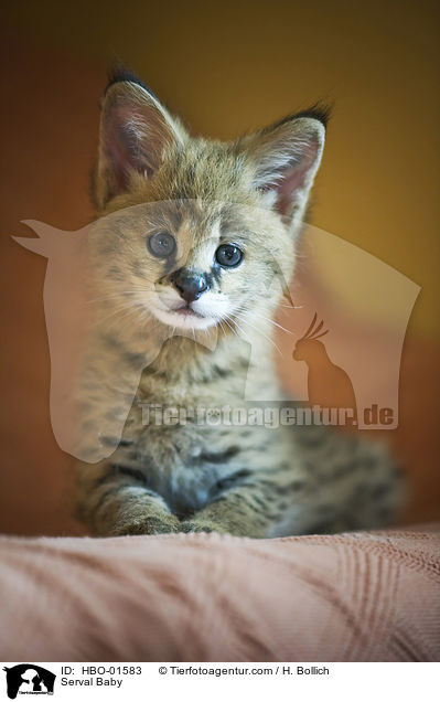 Serval Baby / Serval Baby / HBO-01583