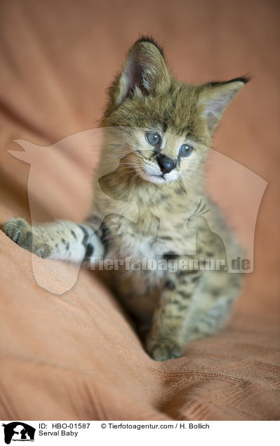 Serval Baby / Serval Baby / HBO-01587