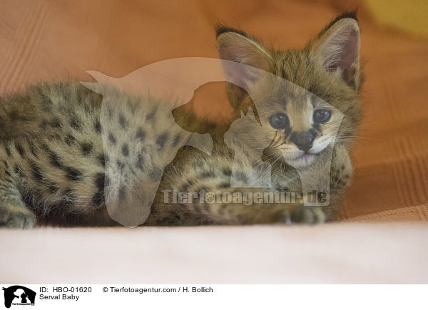 Serval Baby / Serval Baby / HBO-01620