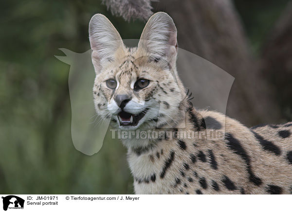 Serval Portrait / Serval portrait / JM-01971