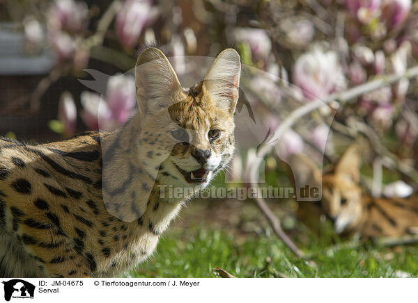 Serval / Serval / JM-04675