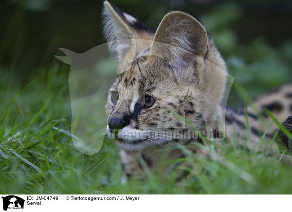 Serval / Serval / JM-04749